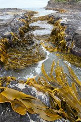 New Zealand Beach Channel Kelp