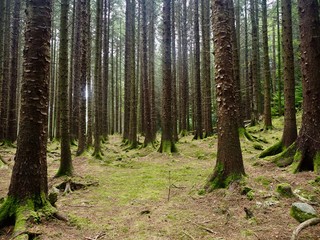 Forêt irlandaise