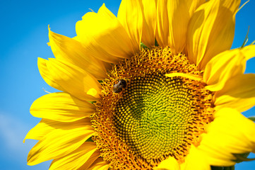 Sunflower bright and beautiful against a blue sky background