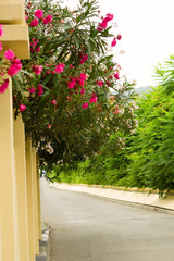 cozy south street with blooming trees