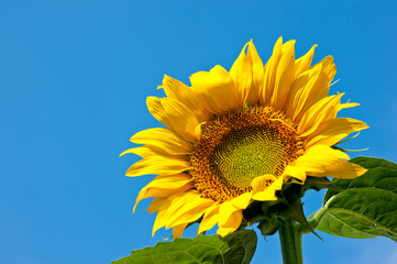 Sunflower bright and beautiful against a blue sky background