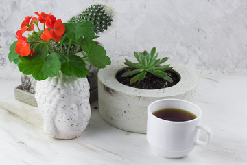 home gardening pots with plants