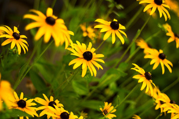 natural backdrop with closeup yellow flowers