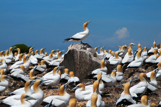 Gannet colony, Cape Kidnappers, New Zealand