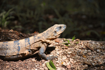 Iguana 