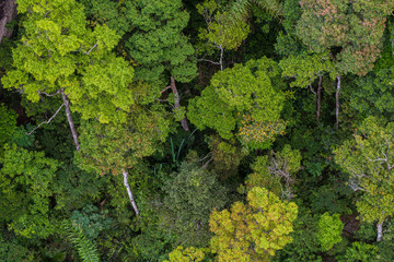 Naklejka premium Perfect green and dense tropical rainforest.