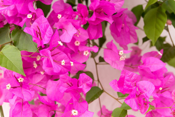 beautiful spanish Bougainvillea flowers on white wall
