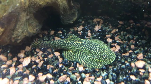 Flossensauger, Welse, Wels im Aquarium