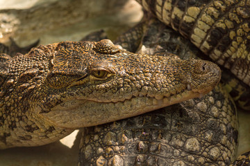 crocodile head closeup. These reptiles are rescued from illegal pet owners in Mexico. Their...