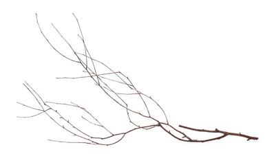 Dry branch birch isolated on white background
