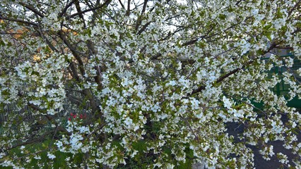 Цветущая вишня