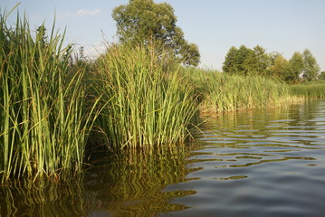 the pond of the plant