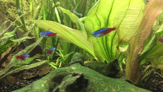 Diskusfische, Neonfische