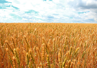 Wheat field on a background of white clouds and a blue sky