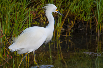 Heron feeding in wetland