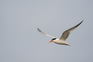 A tern on a feeding flight
