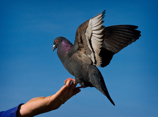 Pigeon in hand