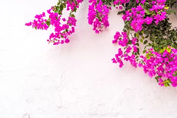 Poster Im Rahmen schöne spanische Bougainvillea-Blumen auf weißer Wand © szmuli