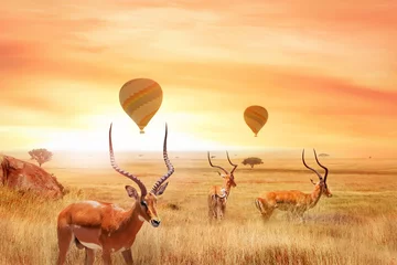 Foto op Plexiglas Antilope Groep Afrikaanse antilopen in de Afrikaanse savanne tegen een prachtige zonsondergang en luchtballonnen. Afrikaans fantastisch landschap. Vlucht over de Afrikaanse savanne in het Serengeti National Park.