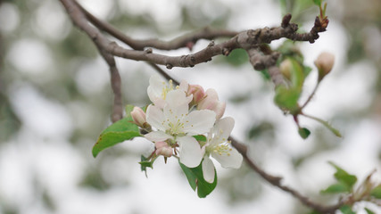 White flowers
