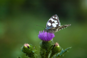 Fototapeta na wymiar white butterfly on purple flower