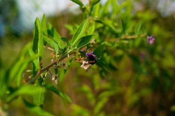 bumblebee in a violet flower