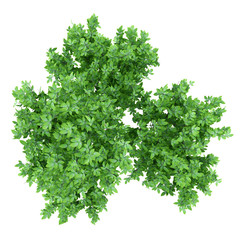 Fototapeta premium top view of orange tree isolated on white background
