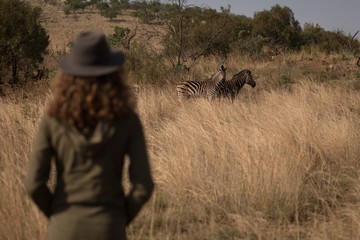Woman looking at zebras in safari park