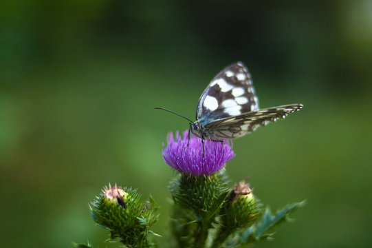 white butterfly on purple flower © Евгений Липницкий