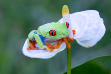 Naklejka premium Frog/Red-Eyed Amazon Tree Frog (Agalychnis Callidryas)