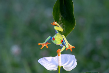 Frog/Red-Eyed Amazon Tree Frog (Agalychnis Callidryas)