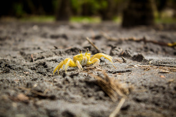 crab
