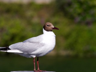 Mouette