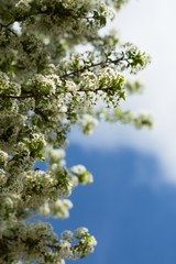 Spring.