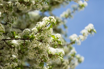 Spring.