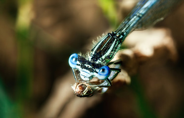 Blue dragonfly.