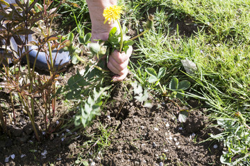Female Hands Pull Out Weeds From Ground Garden. Weeding Weeds. Struggle Weeds Close Up.