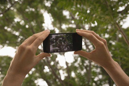 Woman taking photo of tree with mobile phone