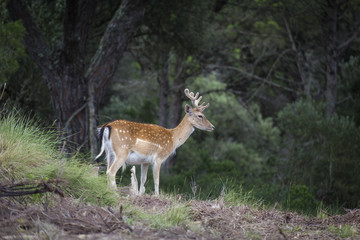 Naklejka na ściany i meble Deer (Cervus dama) in the wild. wildlife and animal photo.