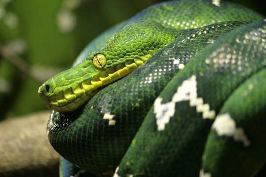 Snake