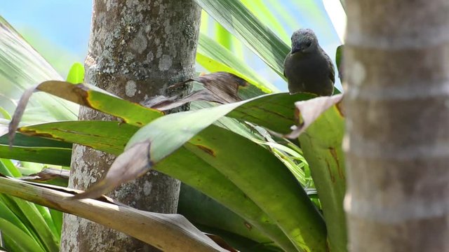 Blue-grey tanager female eating banana in the leaves of the tree