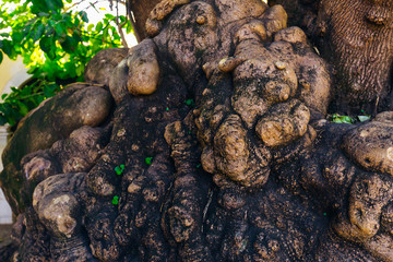 A close-up of an interesting tree roots that is located above the ground
