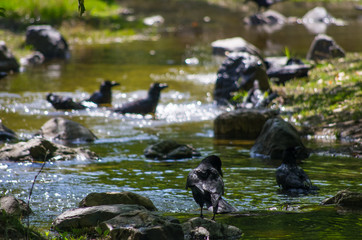 水浴びをするカラスの群れ