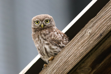  Little owl with big eyes on the roof