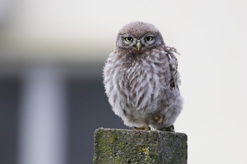 Sleepy Little owl Athene noctua