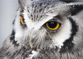 Naklejka premium Eagle Owl