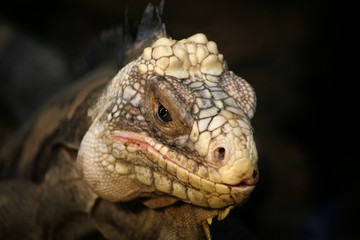 Iguana