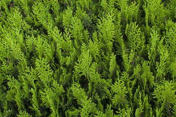 background with cypress leaves (textured)