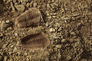 Trilobite fossil found on ground in cambrian rocky sediments