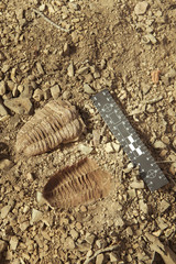 Trilobite fossil found on ground in cambrian rocky sediments